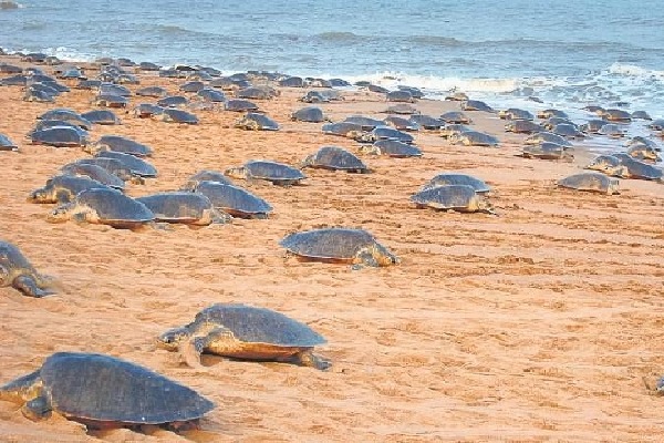Olive Ridley Turtles On Odisha Beach For Annual Mass Nesting
