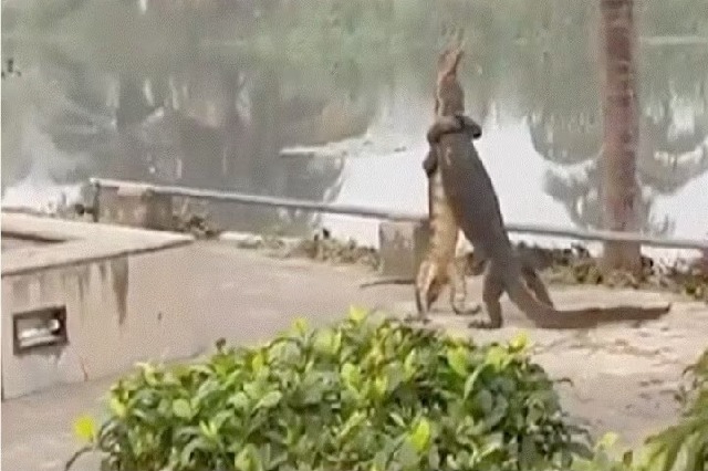 Two reptiles fight with each other while standing up