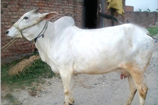 Allahabad High Court suggests to declare cow as protected national animal