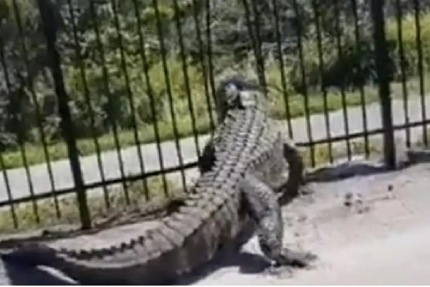 Viral video of alligator bending a fence in Florida shocks the internet 