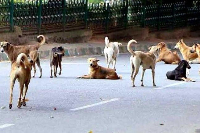 Send stray dogs to Assam for consumption Maharashtra MLAs bizarre advice sparks row