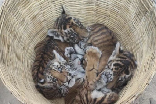 Andhra Pradesh: Four tiger cubs in Vet hospital, search on for mother