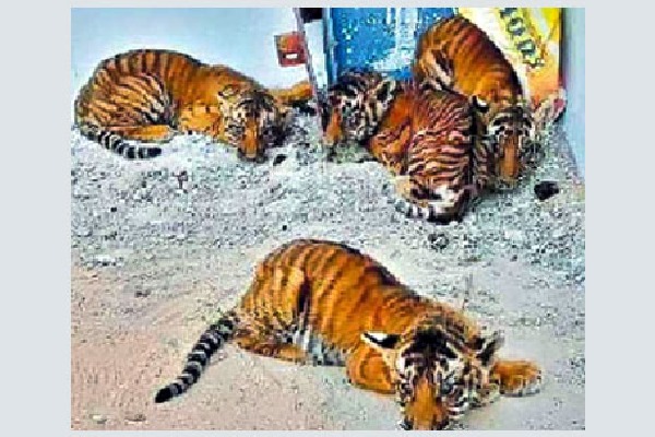 Four Tiger Cubs enters into village in Nandyal District