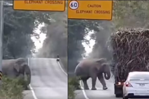 Elephant stops truck on highway to grab some sugarcane in viral video Toll tax collector says Twitter