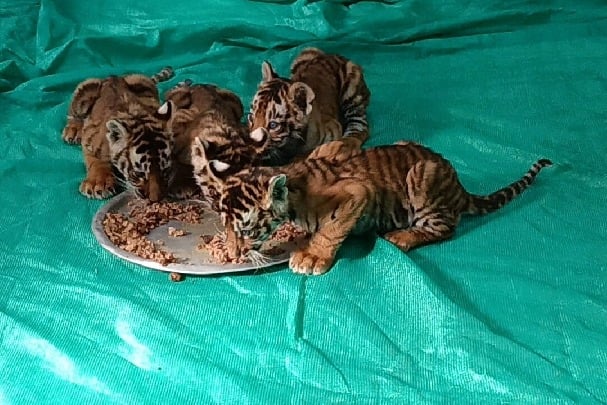 Attempt to reunite 4 tiger cubs with mother fails in Andhra forest