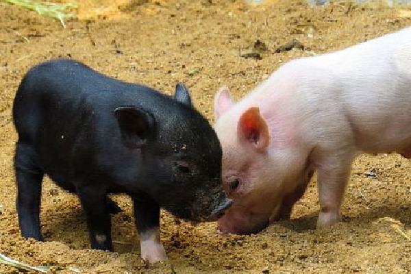 Over 1000 pigs died in penuganchiprolu last 15 days