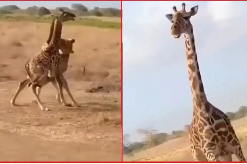 Viral Video Shows Mother Giraffe Saving Its Baby From Lioness