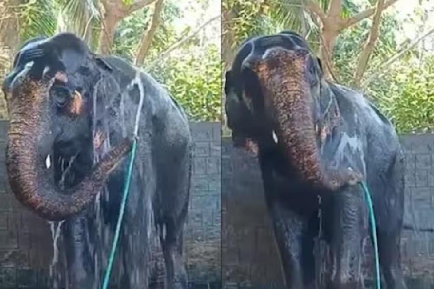 Video of Elephant taking bath using a pipe goes viral on social media