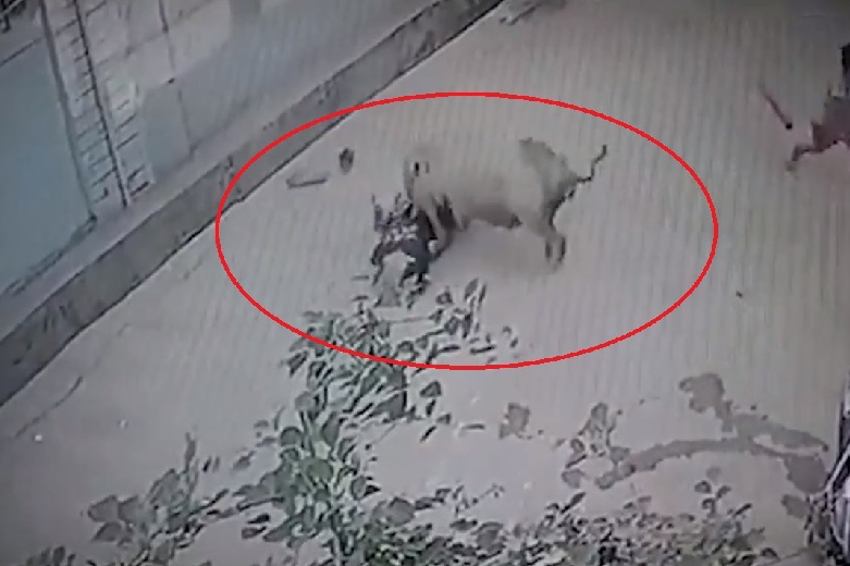 Pig attacks kid playing outside house in Maharashtra 