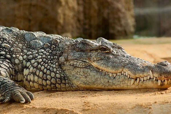 Huge Crocodile in Paddy Farm In Wanaparthy District