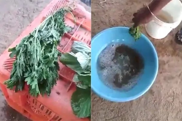 Man Dips Leafy Veggies In Chemical Solution Watch What Happens Next