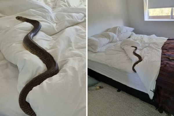 Australia women found A snake in her bed