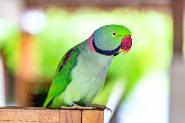 Police busted woman murder case with a Parrot help 