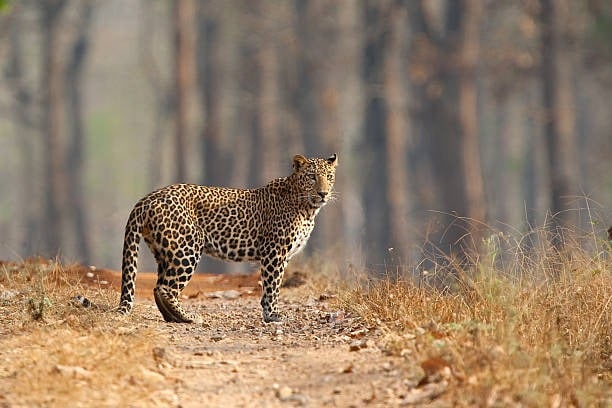 Leopard spotted at Tirumala ghat road 