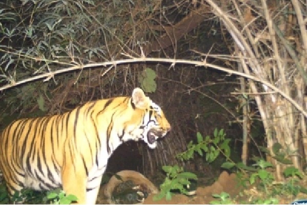 3 women killed in tiger attacks in separate incidents in UP forest