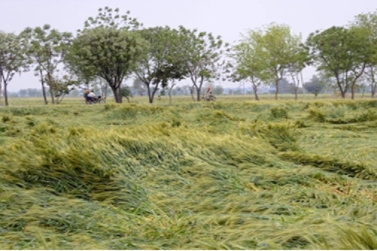 Crops over 3 lakh acres damaged in Andhra Pradesh