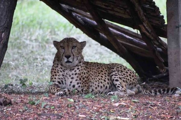Last Cheetah in Hyderabad Zoo died 