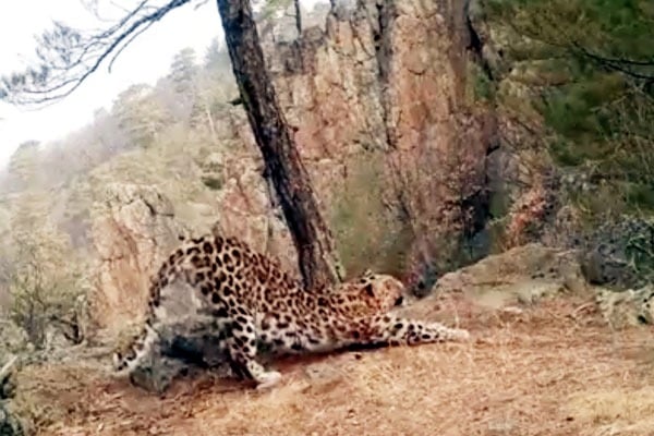 Leopard Performing Surya Namaskar Delights Internet Viral Video