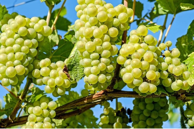 Grapes are the best fruit as per Ayurveda here are its benefits