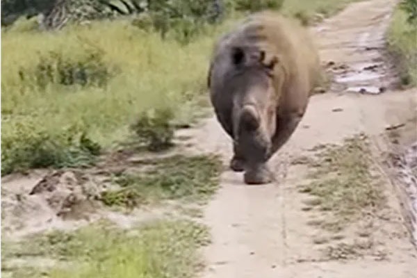 Angry Rhino Charges At Tourist Jeep In South Africa and Chases It For Over 1 Km