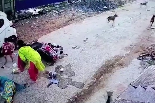 Chased by stray dogs woman rams scooter into car in Odisha