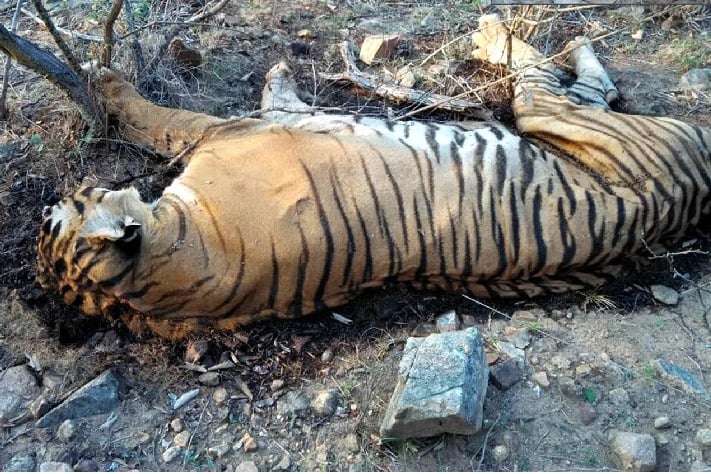 Royal Bengal Tiger dies at Hyderabad Zoo