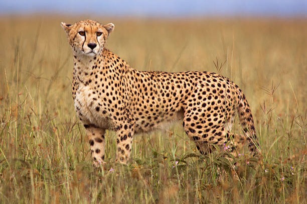 Cheetahs makes troubles for officials 