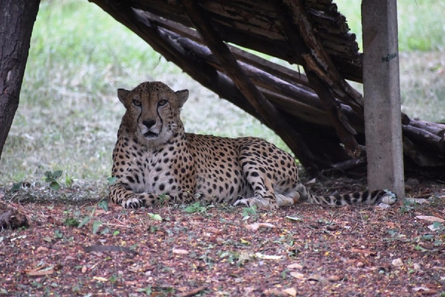 Escaped Namibian cheetah  Asha rescued 
