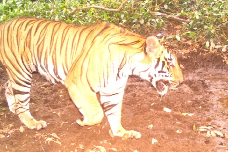 Centre, T'gana blame each other for not doing enough for tiger conservation
