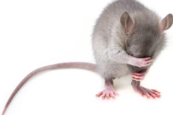30 Page Charge sheet Against man who killed Rat 
