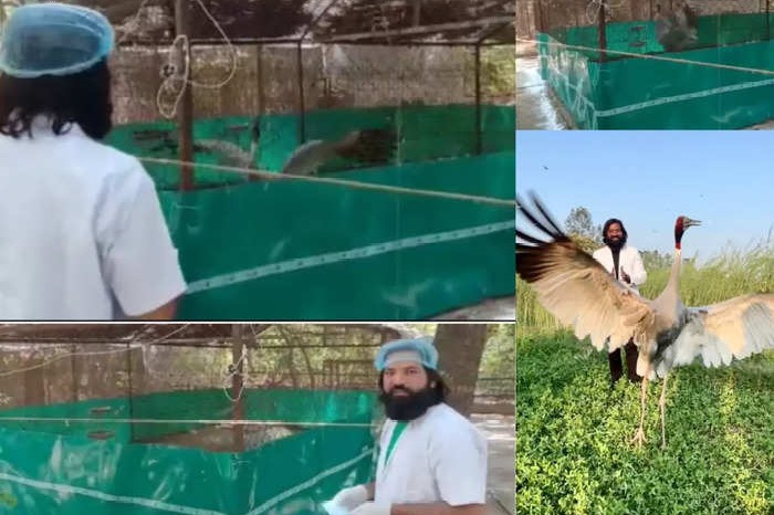 up sarus crane in kanpur zoo reaction after seeing arif melts hearts
