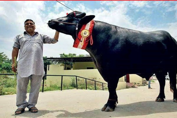 Murrah breed buffalo Shahenshah Cost over Rs 25 lakhs