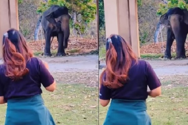 The internet is concerned about this video of an elephant imitating girl dance steps
