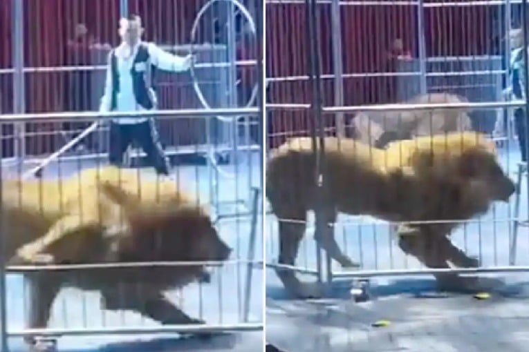 Lions escape from circus enclosure during a show in China spark panic