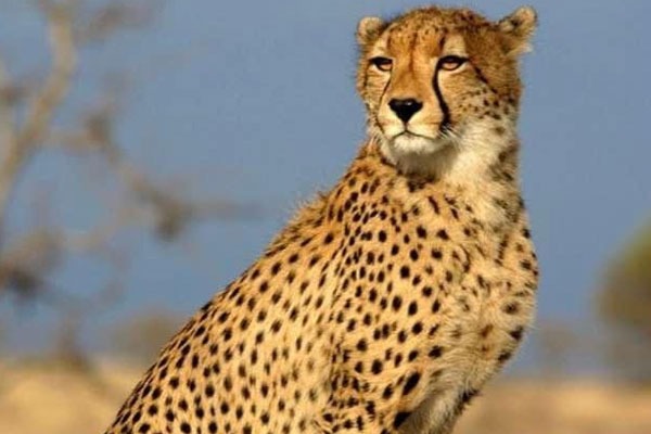 Another Cheetah Uday died in Kuno National Park second death in a month