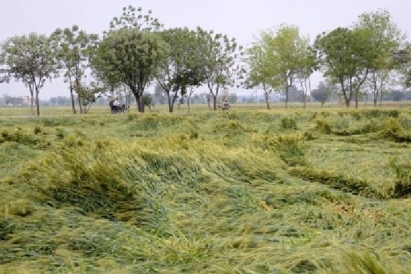 More untimely rain add to Telangana farmers' woes