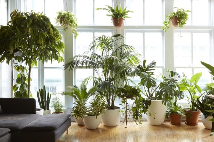 Did You Know Of These 5 Surprising Health Benefits Of Houseplants