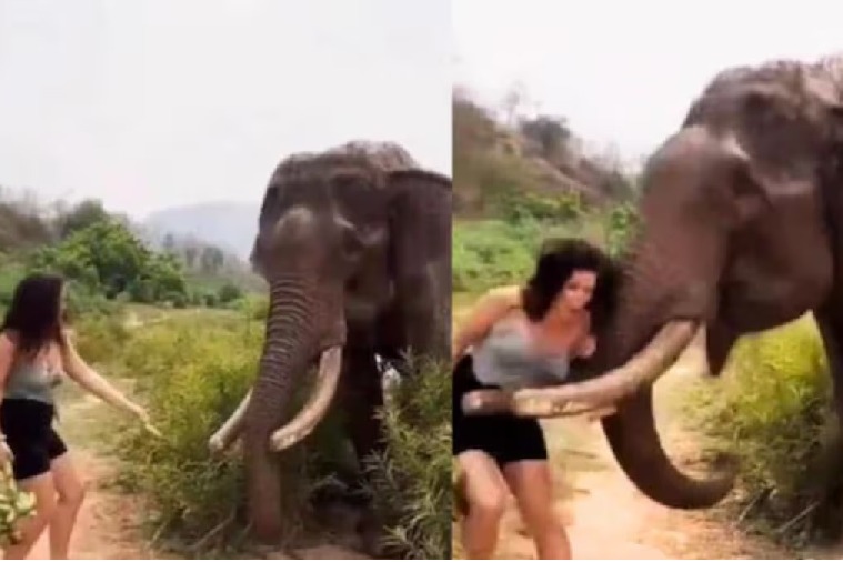 Elephant attacks woman who was trying to feed bananas to it IFS officer shares video