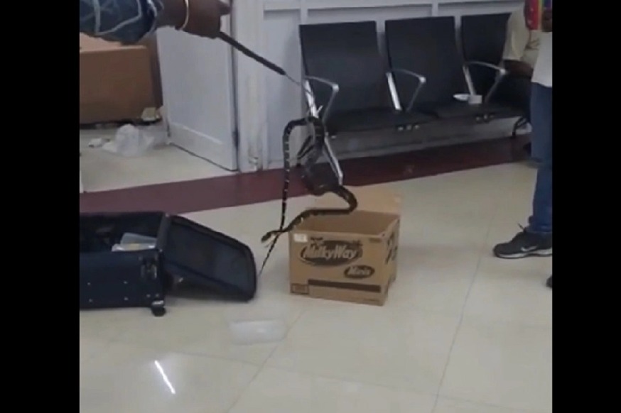 Snakes Slither Out Of Womans Luggage At Chennai Airport