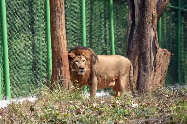 Palestinian boy mauled to death by lion in Gaza zoo