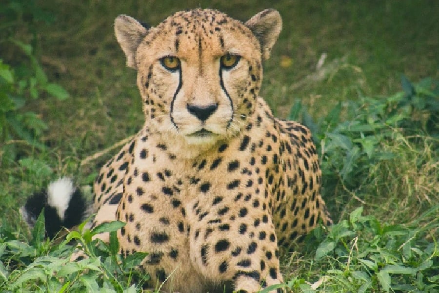  Third Cheetah Dies in Kuno National Park
