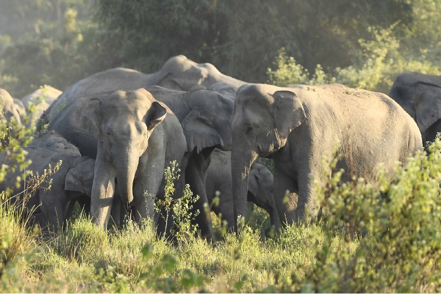 Two trampled to death by elephants in Andhra's Chittoor