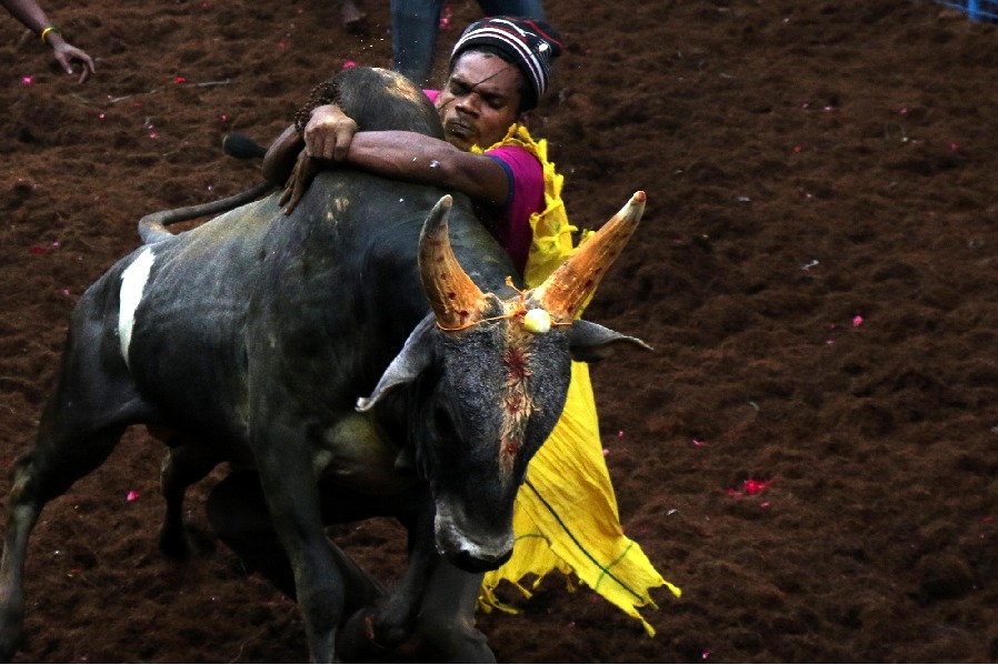 SC affirms TN law allowing 'jallikattu'