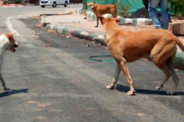 Stray dogs maul to death another child in Telangana