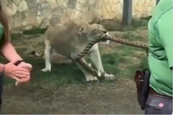 This video showcases the strength of a lioness 