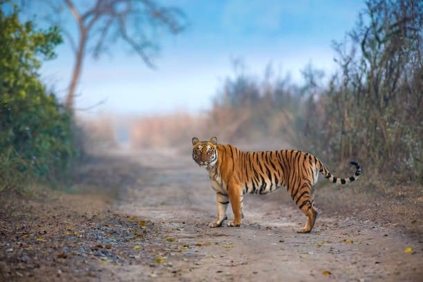 Tiger spotted in Prakasam district 