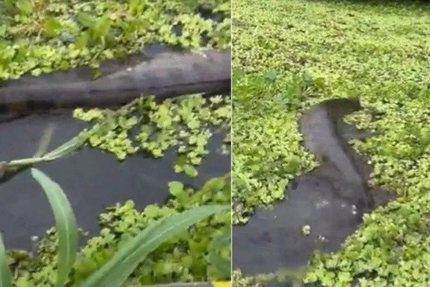a giant snake like anaconda came out from the side of the boat video gone viral