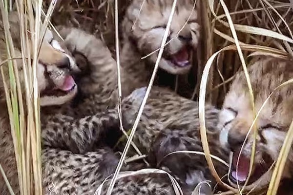 cheetah cub dies in Kuno National Park 