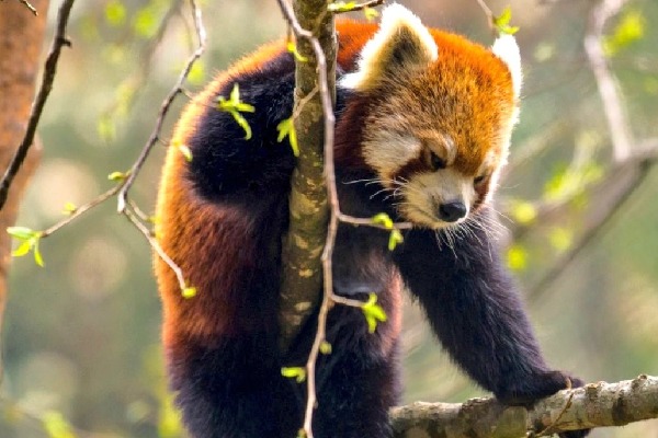 Kiren Rijiju post about red pandas found in Arunachal Pradesh has a deep message vedio