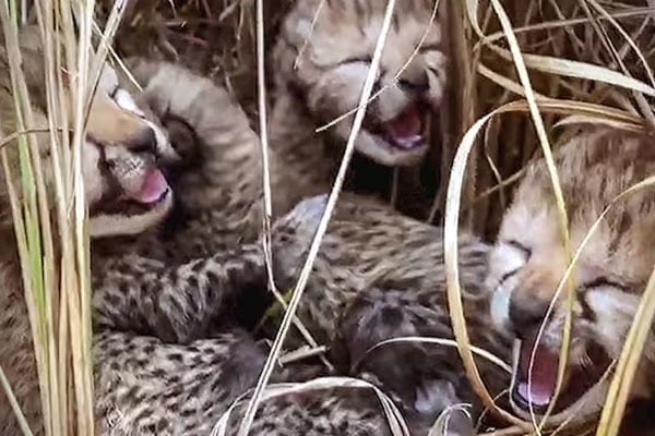 Two More Cheetah Cubs Died at Kuno Park